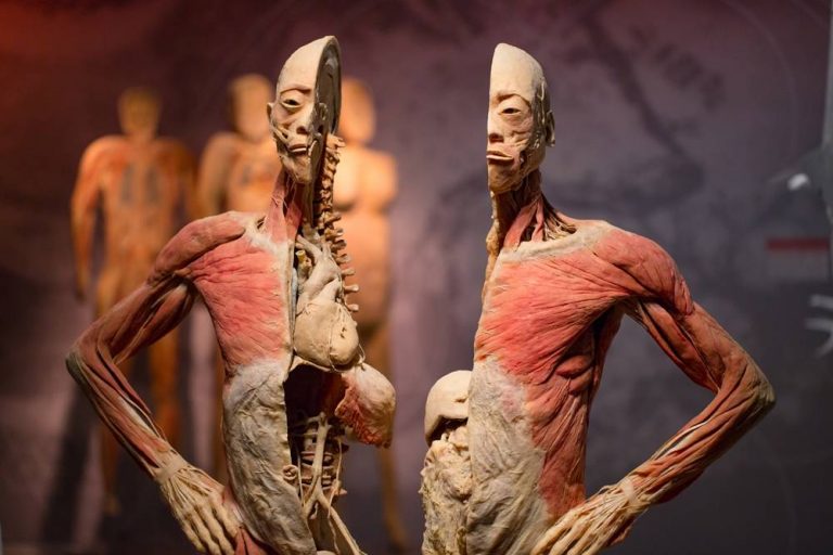 Body museum image